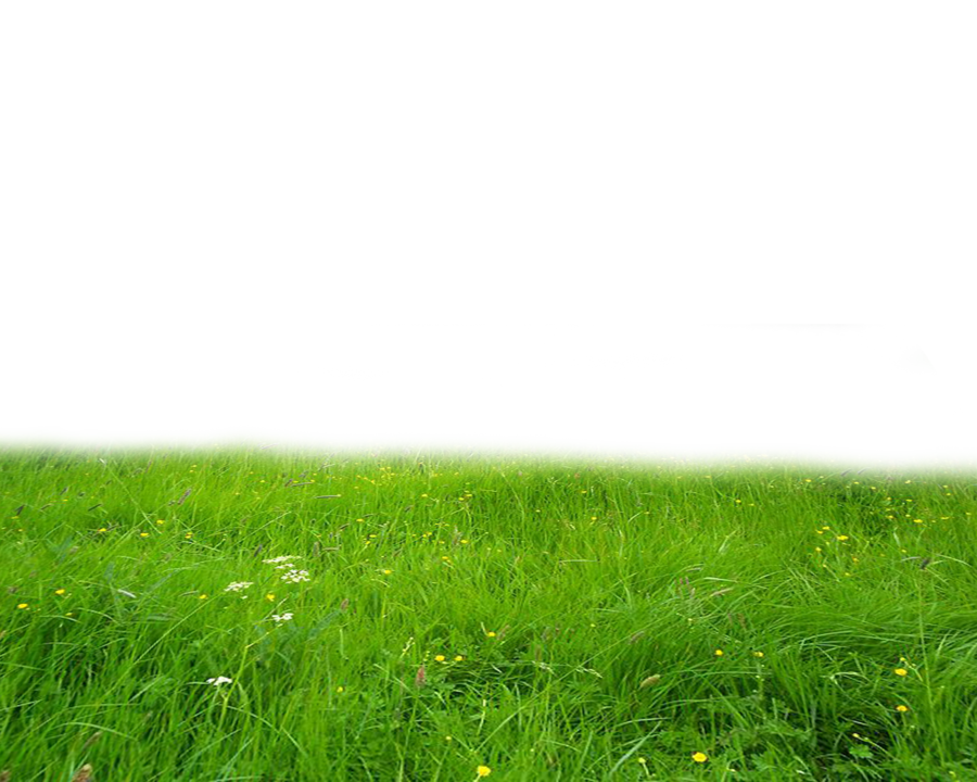 Vibrant Green Meadow Backdrop PNG Image