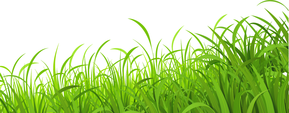 Vibrant_ Green_ Meadow_ Grass PNG Image