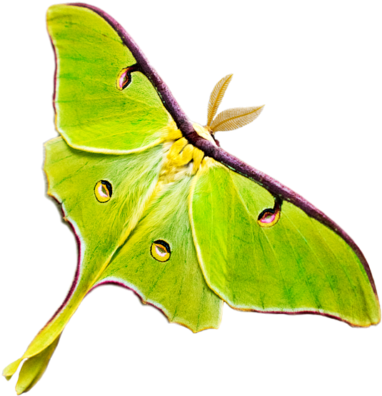 Vibrant Green Moth Wings PNG Image