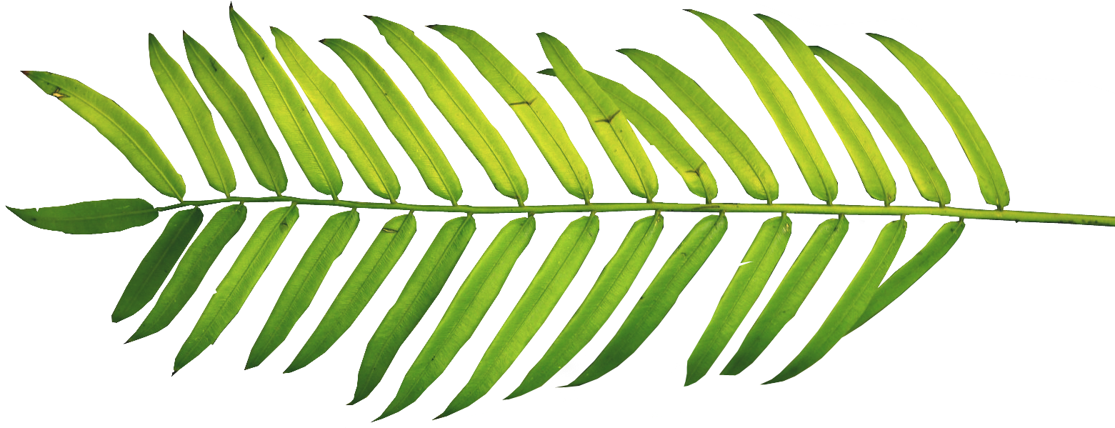 Vibrant Green Palm Leaf PNG Image