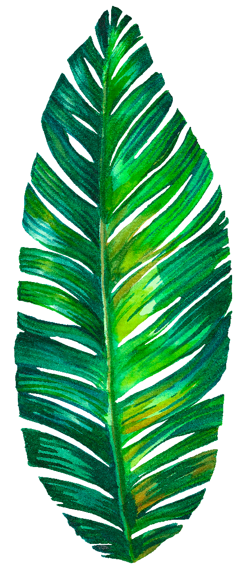 Vibrant Green Palm Leaf Illustration.png PNG Image