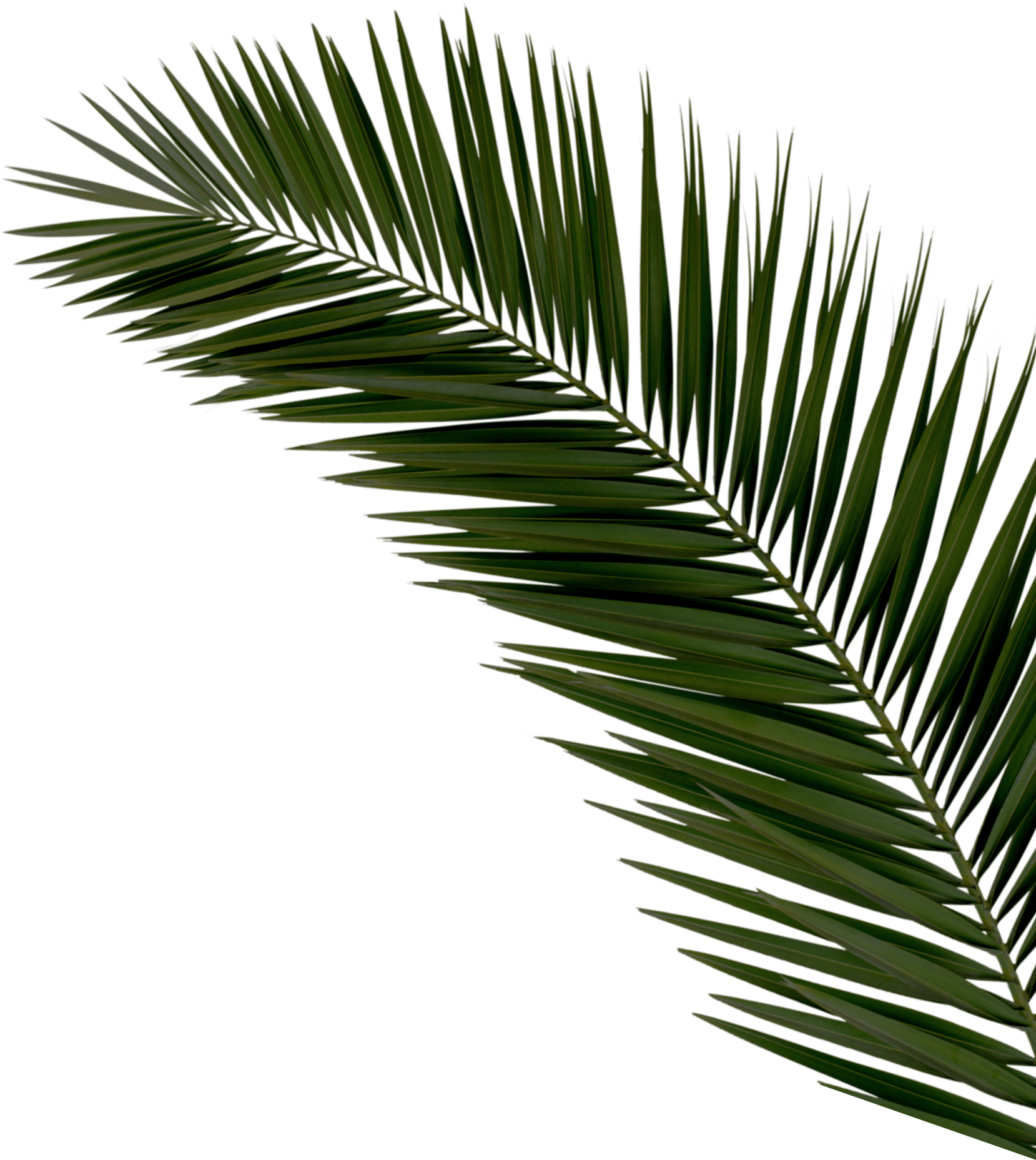 Vibrant Green Palm Leaf PNG Image