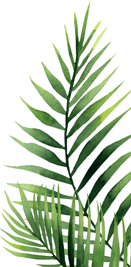 Vibrant Green Palm Leaves PNG Image