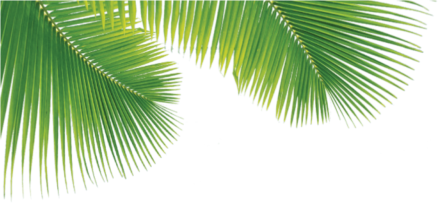 Vibrant Green Palm Leaves PNG Image