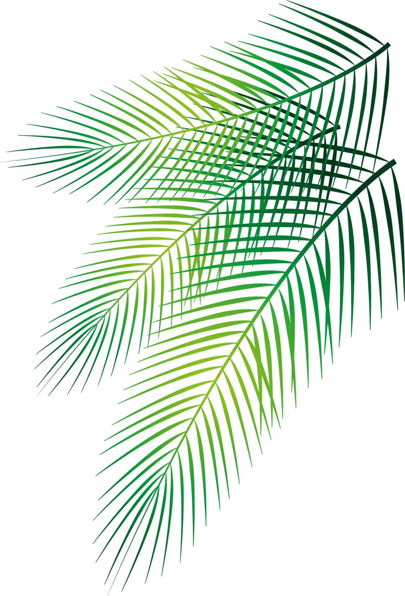 Vibrant Green Palm Leaves Graphic PNG Image