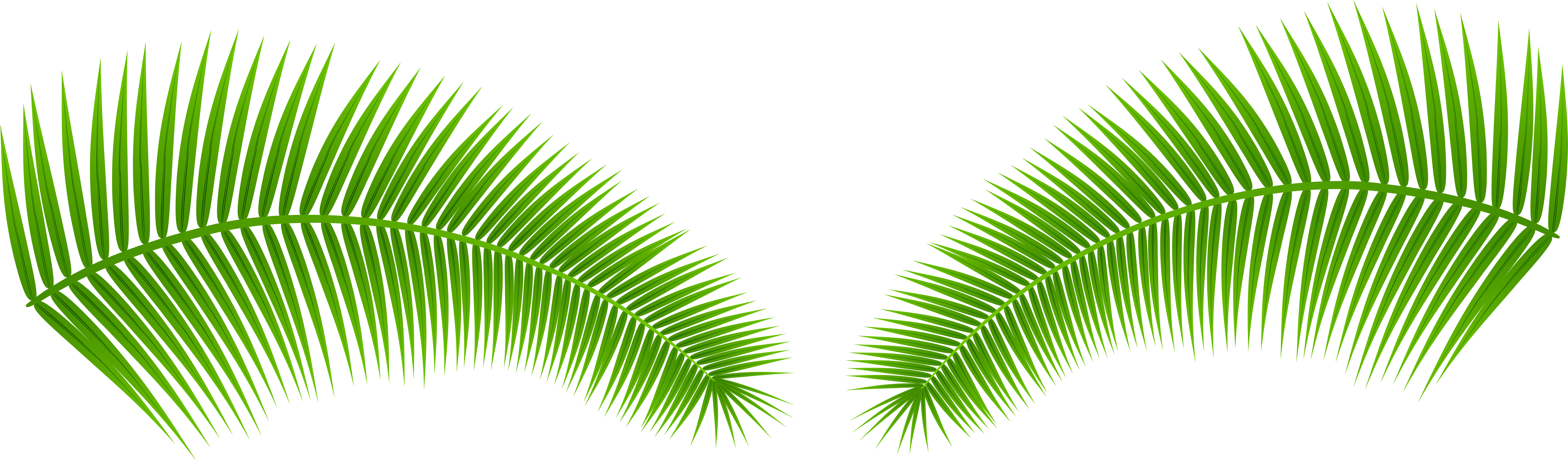 Vibrant Green Palm Leaves PNG Image