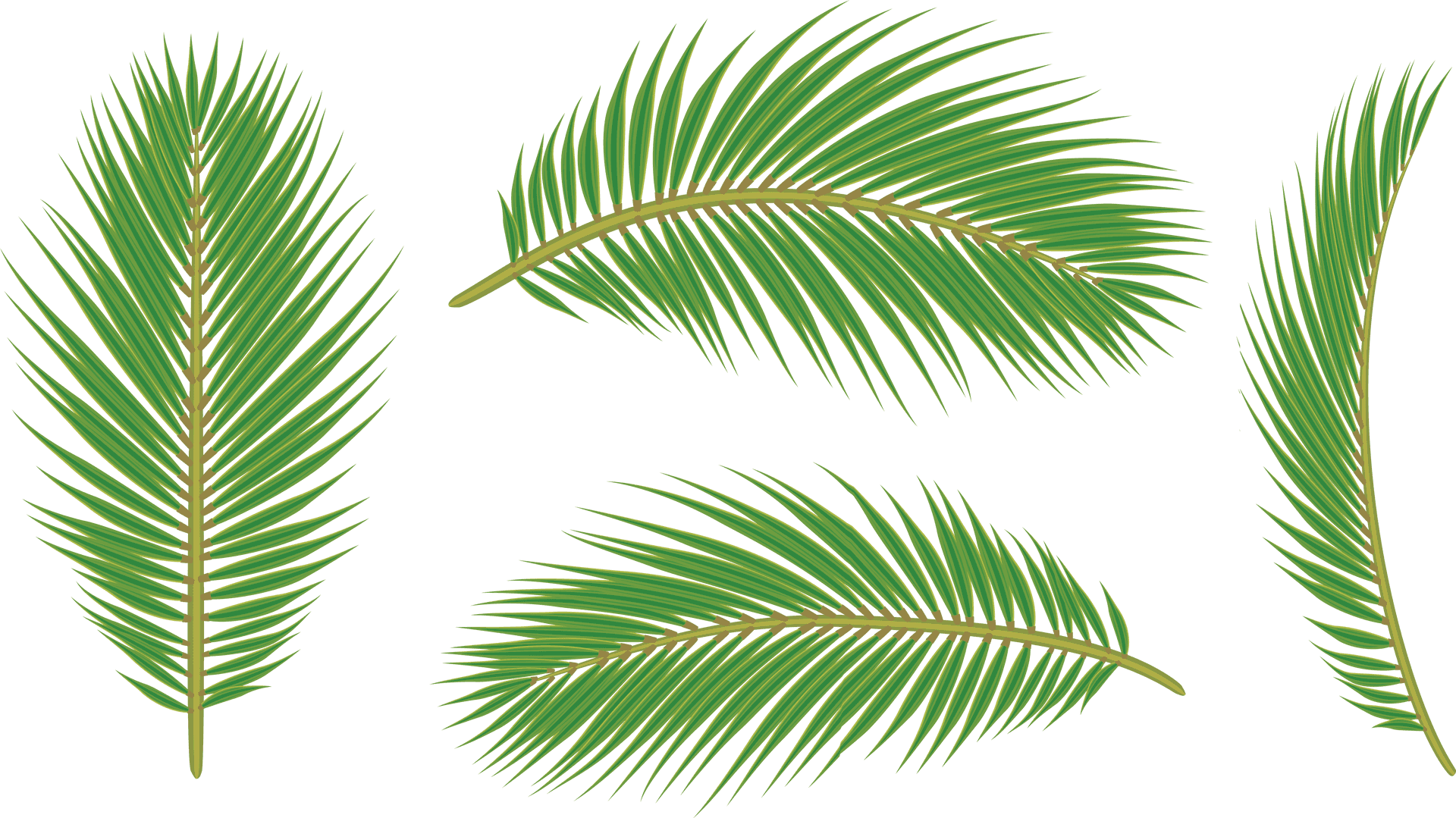 Vibrant Green Palm Leaves Isolated PNG Image