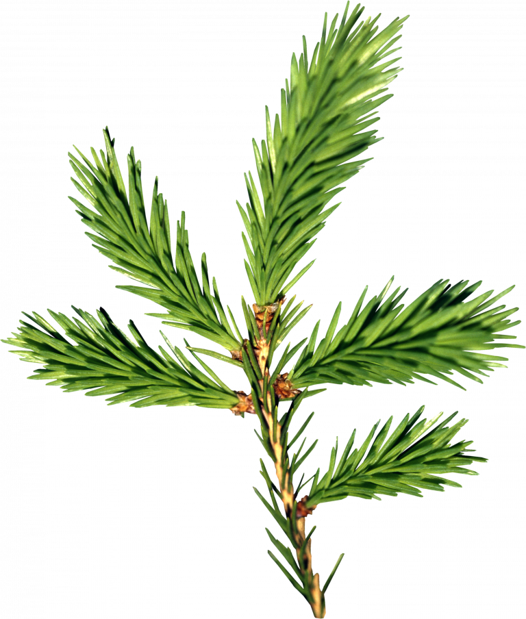 Vibrant Green Pine Branch PNG Image