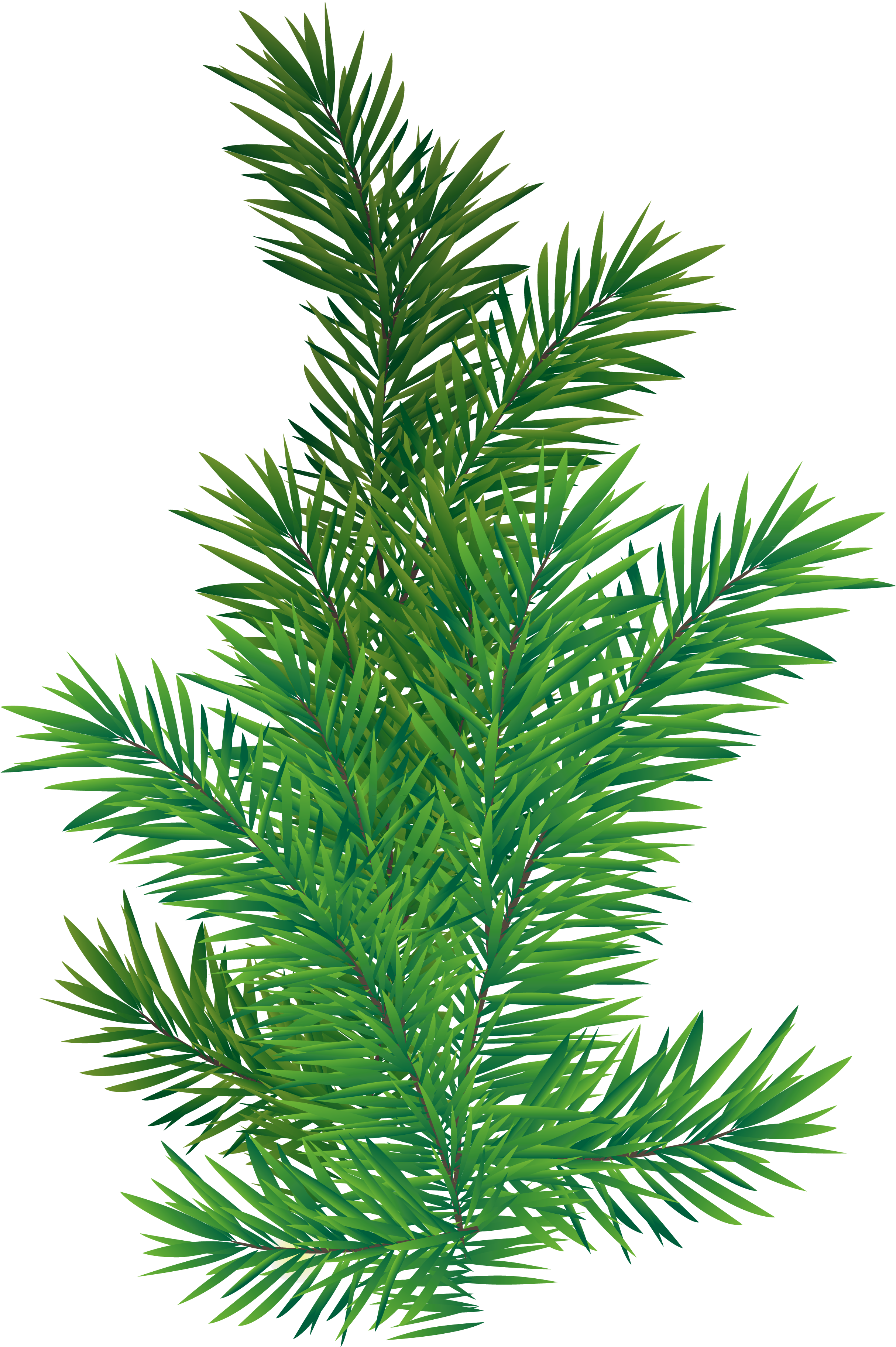 Vibrant Green Pine Branch.png PNG Image