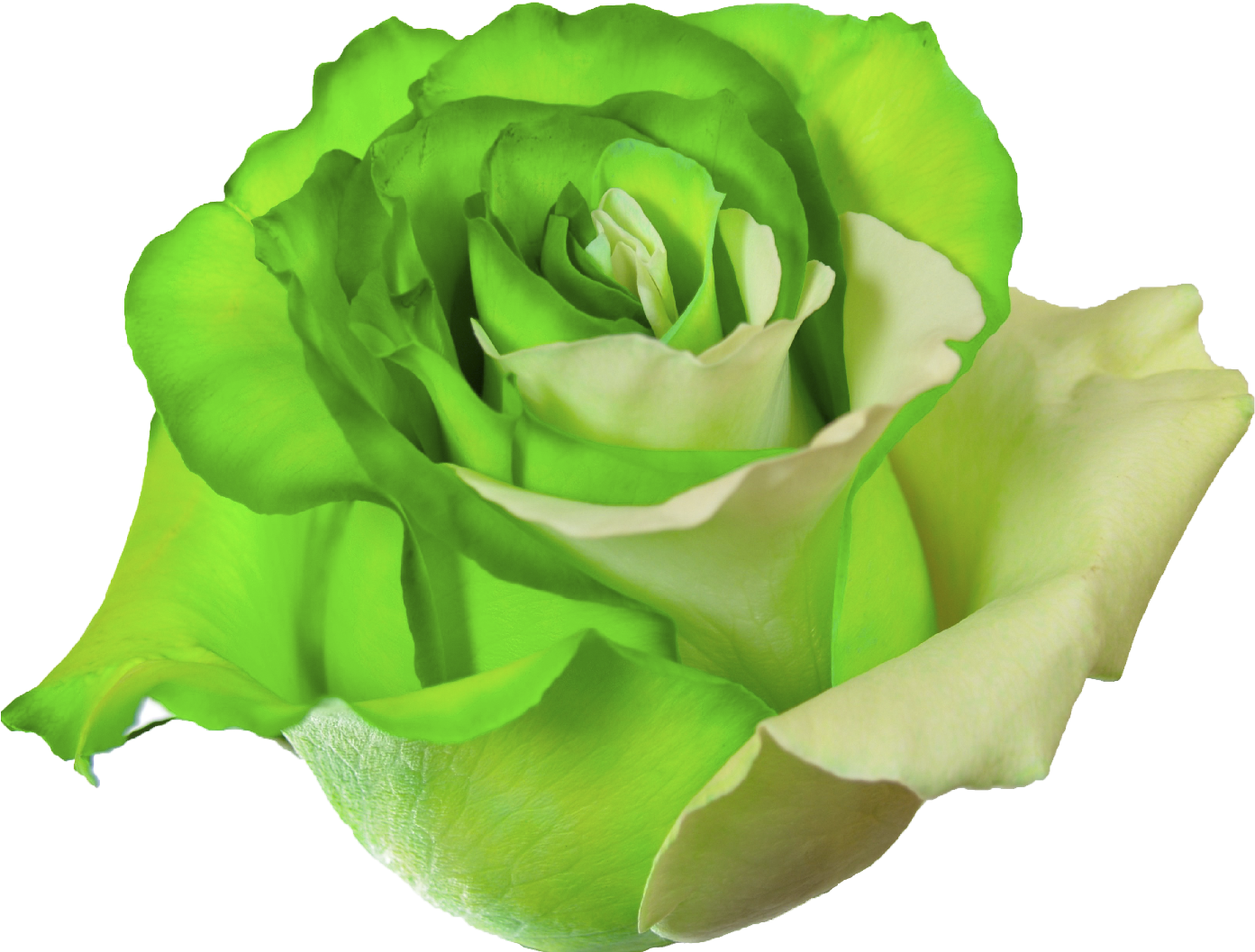 Vibrant Green Rose Isolated.png PNG Image