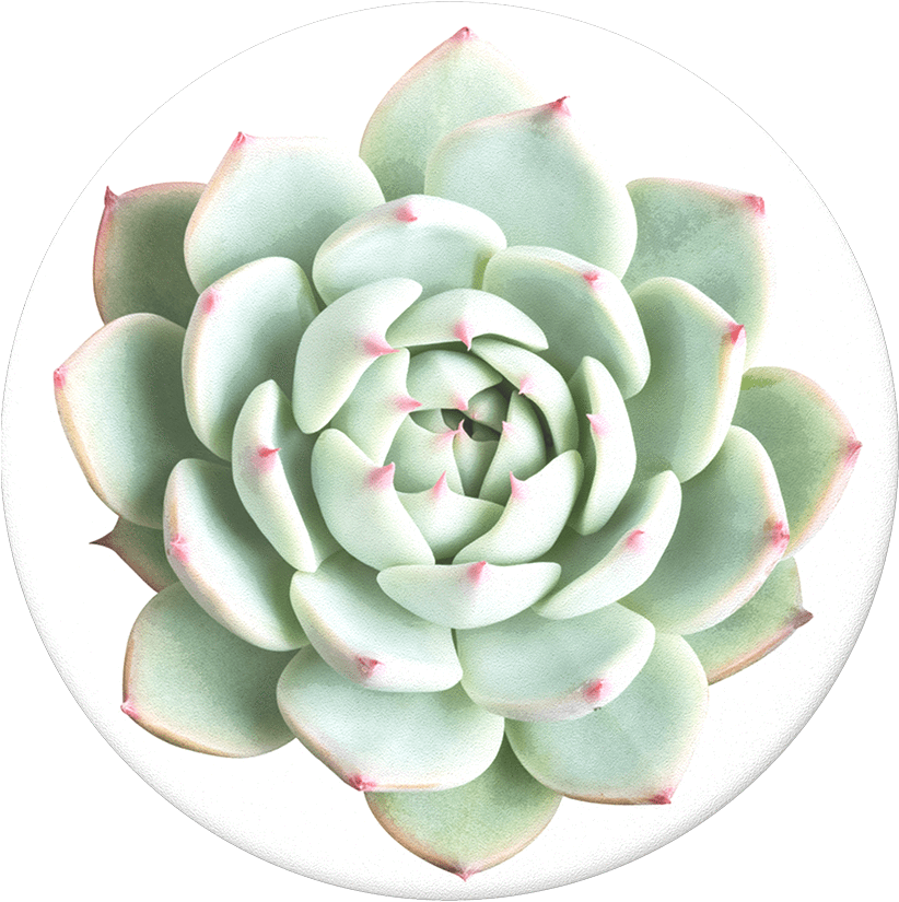 Vibrant Green Succulent Top View PNG Image