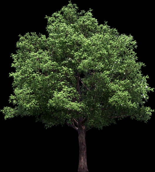 Vibrant Green Tree Black Background PNG Image