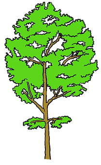 Vibrant Green Tree Illustration PNG Image