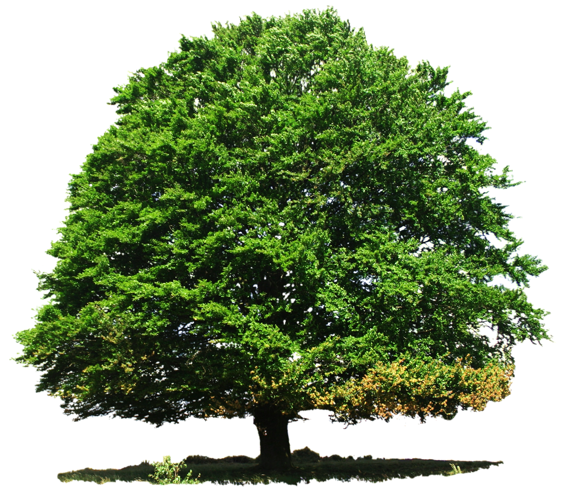 Vibrant Green Tree Isolated.png PNG Image