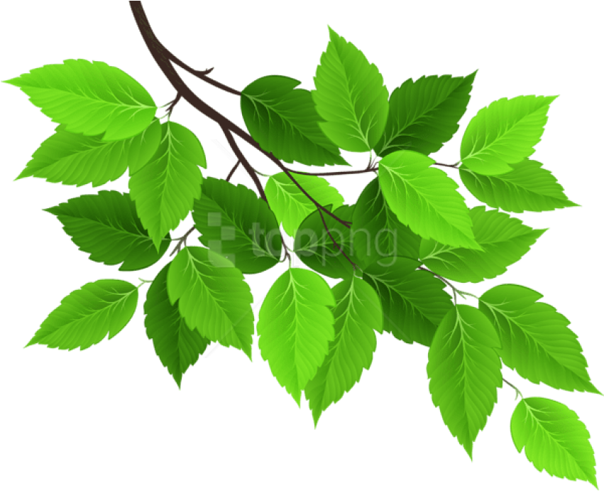 Vibrant Green Tree Leaves PNG Image