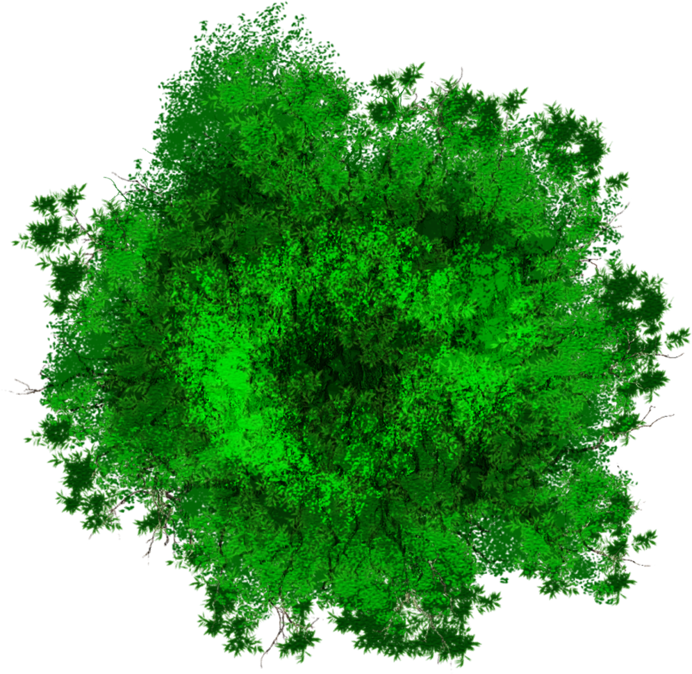 Vibrant Green Tree Top View PNG Image