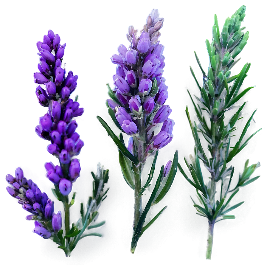 Vibrant Heather Texture Png Qcv PNG Image