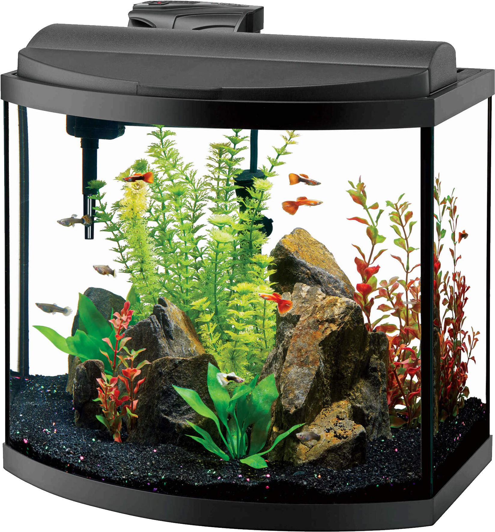 Vibrant Home Aquarium Setup PNG Image