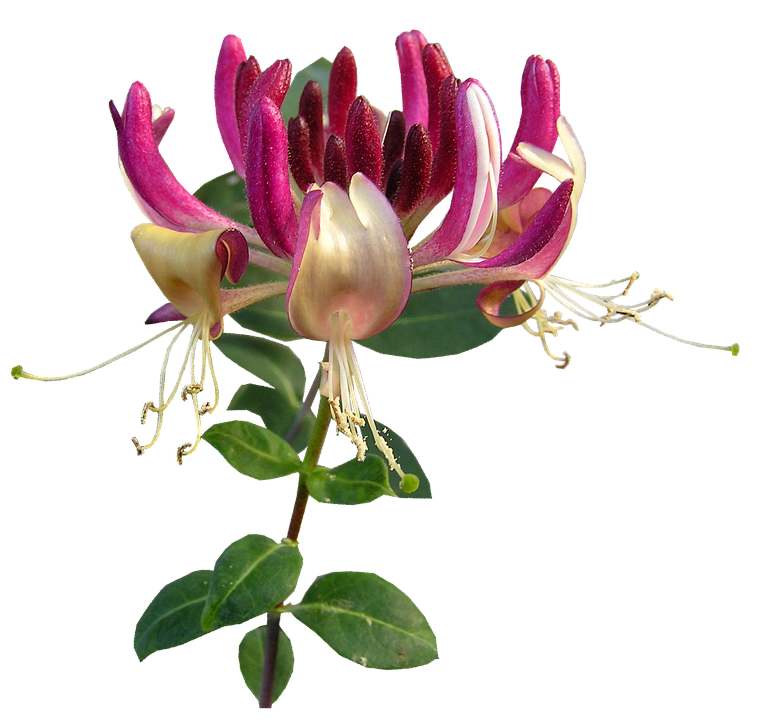 Vibrant_ Honeysuckle_ Bloom.png PNG Image