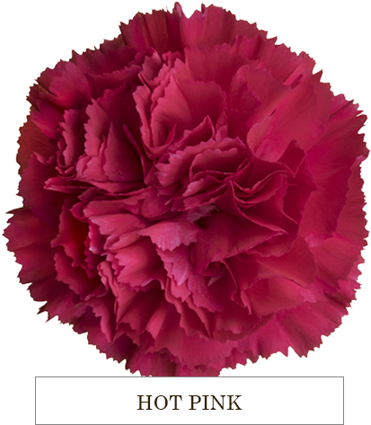 Vibrant Hot Pink Carnation PNG Image