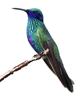 Vibrant Hummingbird Perched PNG Image