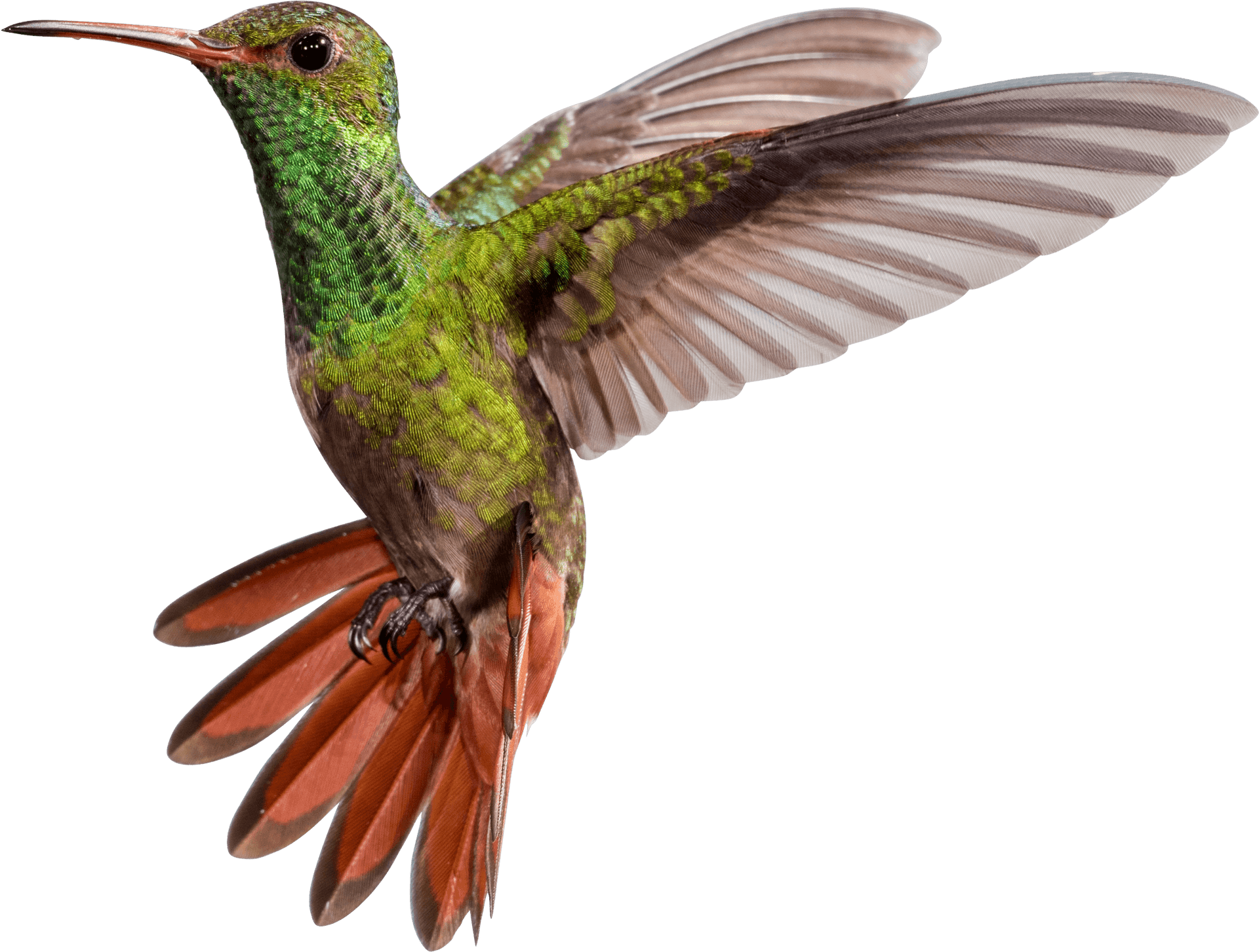 Vibrant Hummingbirdin Flight PNG Image