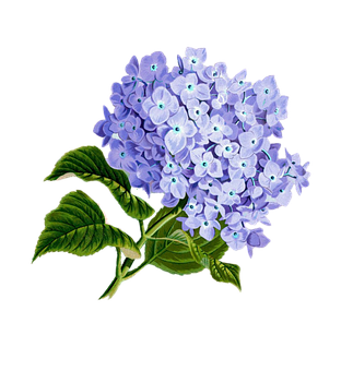 Vibrant_ Hydrangea_ Bloom PNG Image