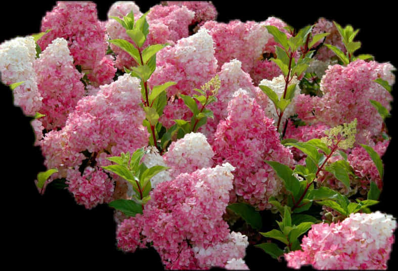 Vibrant Hydrangea Bush PNG Image