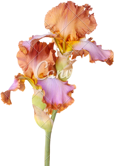 Vibrant Iris Flower PNG Image