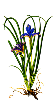 Vibrant Iris Flower Art PNG Image