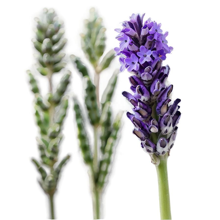 Vibrant Lavender Close-up Png Plp20 PNG Image