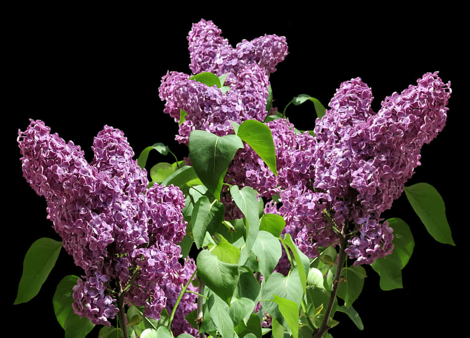 Vibrant Lilac Bush Blooms PNG Image