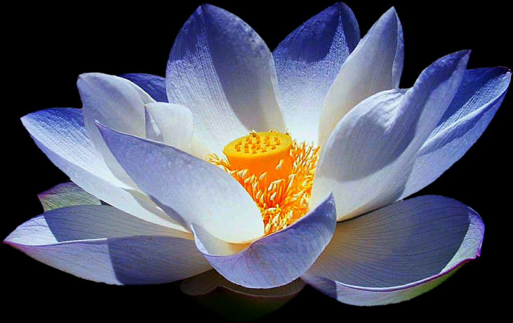 Vibrant Lotus Bloom PNG Image