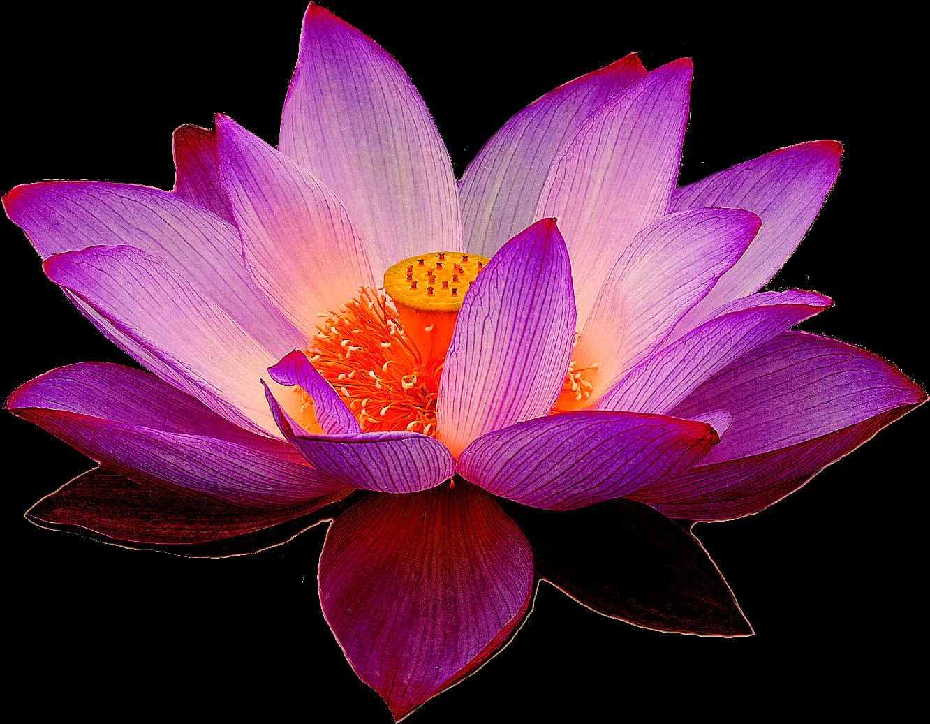 Vibrant Lotus Flower PNG Image