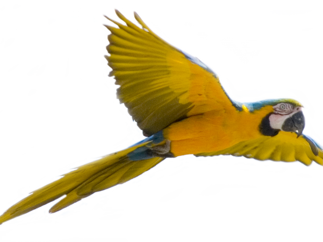 Vibrant_ Macaw_ In_ Flight.png PNG Image