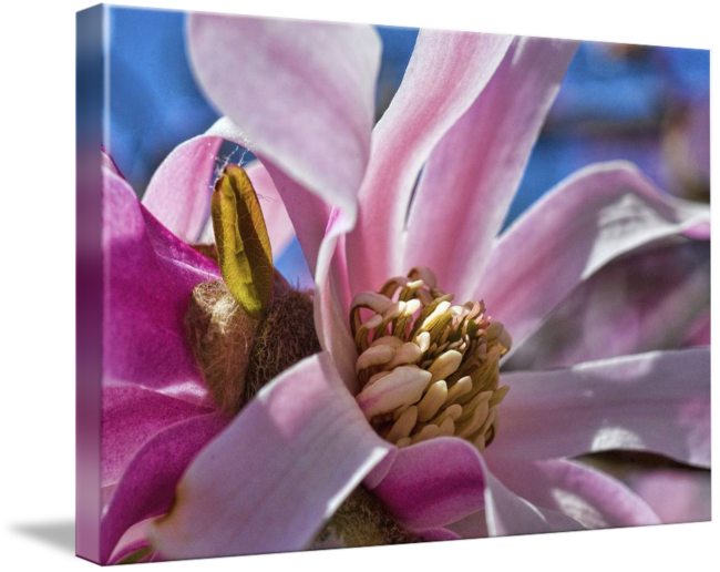 Vibrant Magnolia Bloom Closeup PNG Image