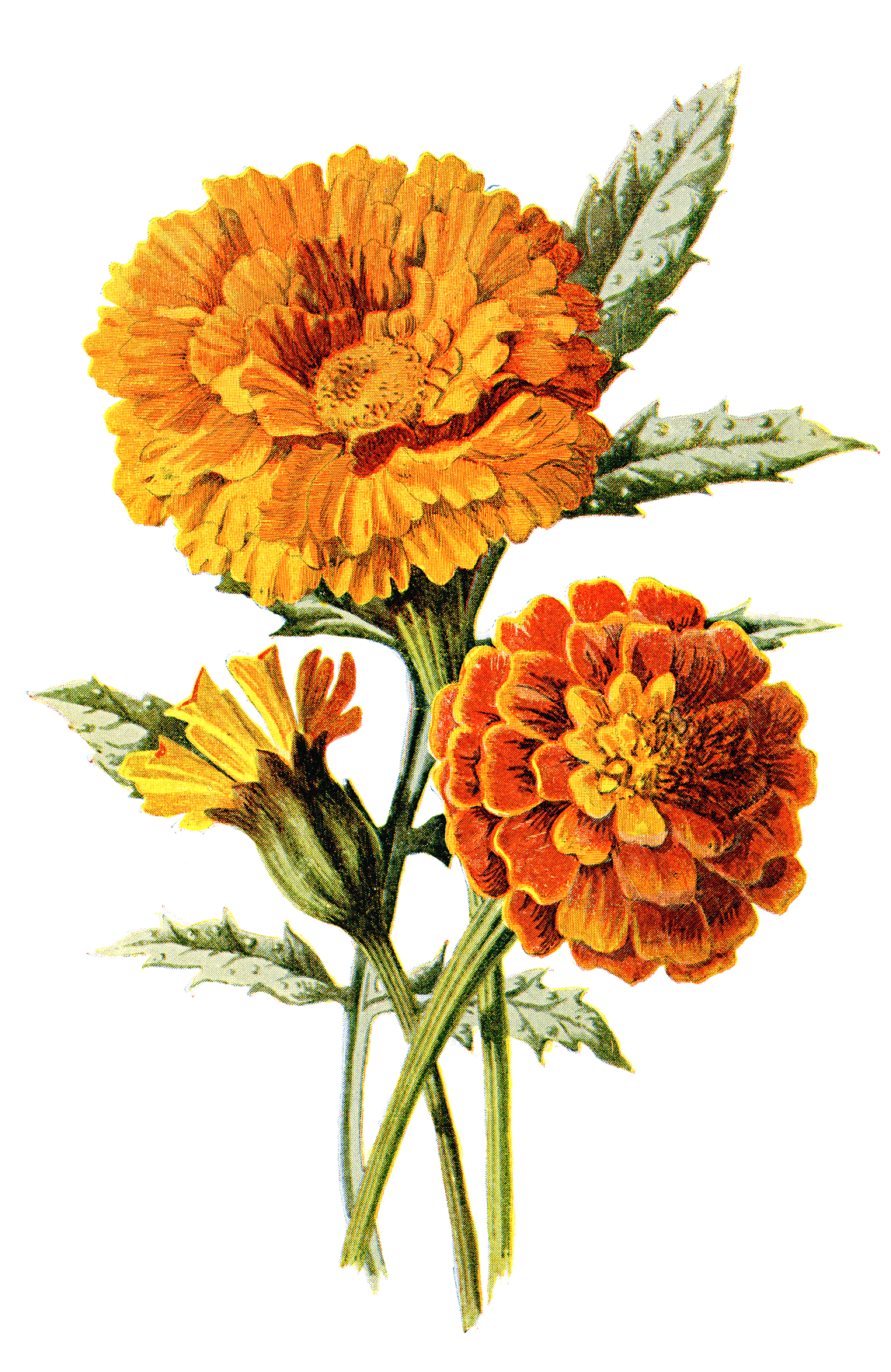 Vibrant Marigold Blooms PNG Image