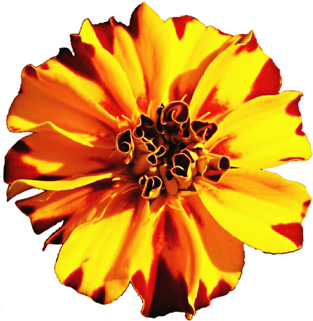 Vibrant Marigold Closeup.png PNG Image