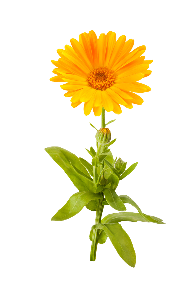 Vibrant Marigold Flower PNG Image