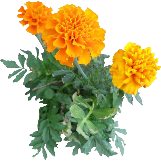 Vibrant Marigold Flowers PNG Image