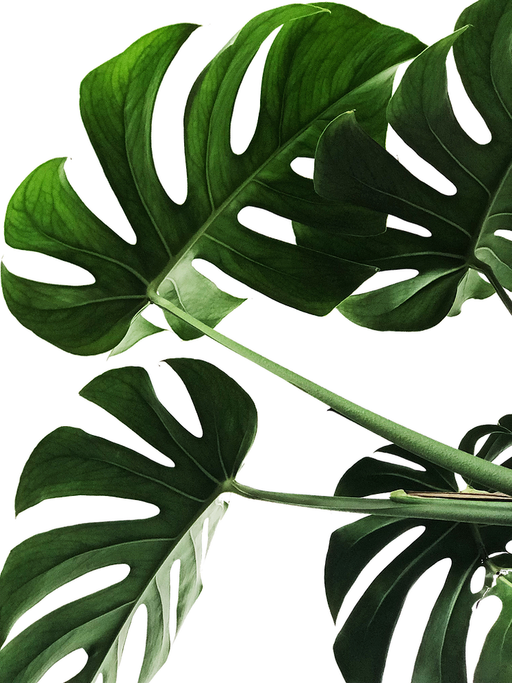 Vibrant Monstera Leaves PNG Image