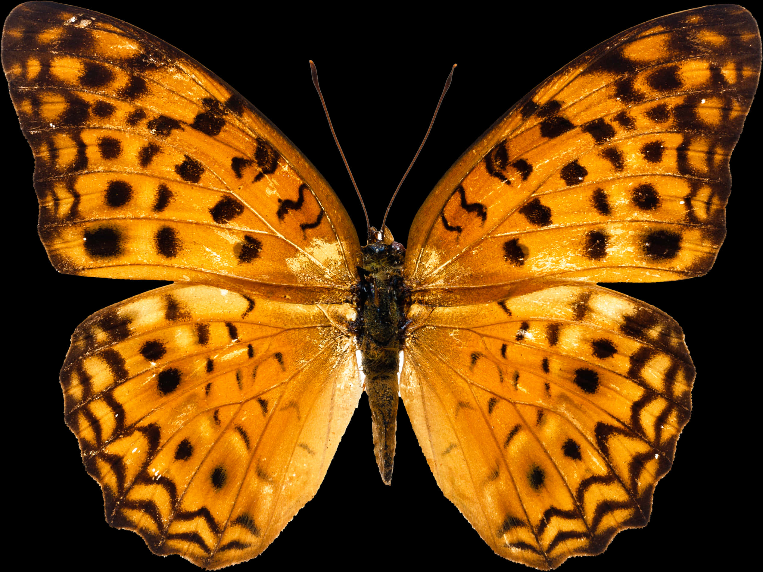 Vibrant_ Orange_ Butterfly PNG Image