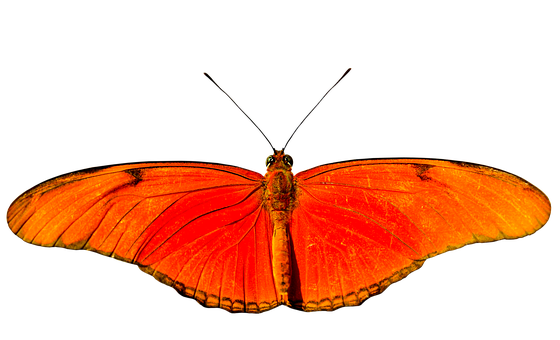 Vibrant Orange Butterfly Black Background PNG Image