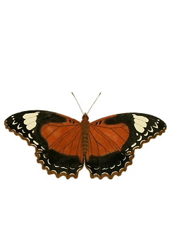 Vibrant Orange Butterfly Black Background PNG Image