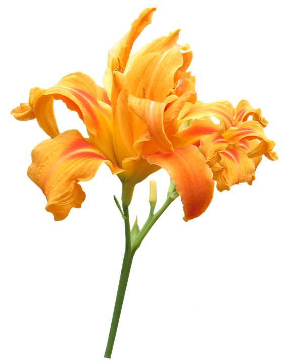 Vibrant Orange Daylily Flower PNG Image