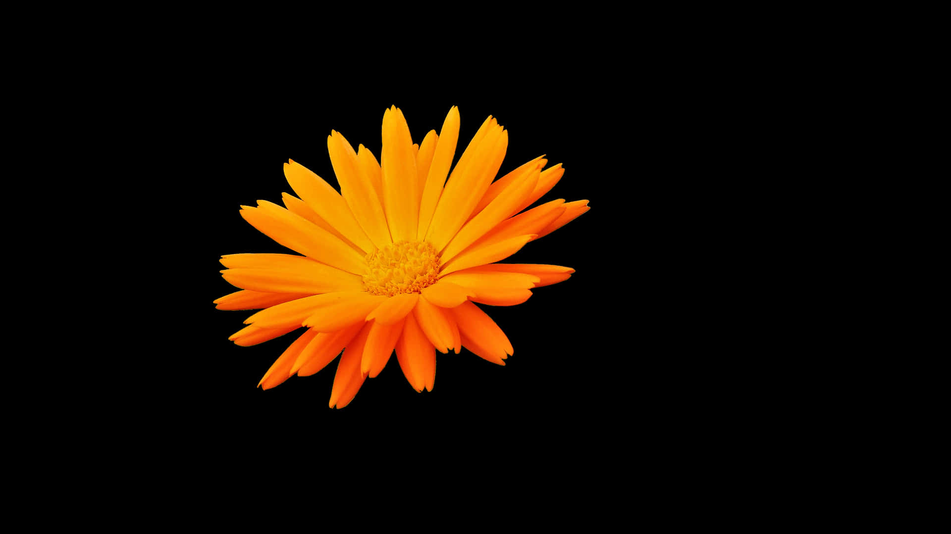 Vibrant Orange Flower Black Background PNG Image