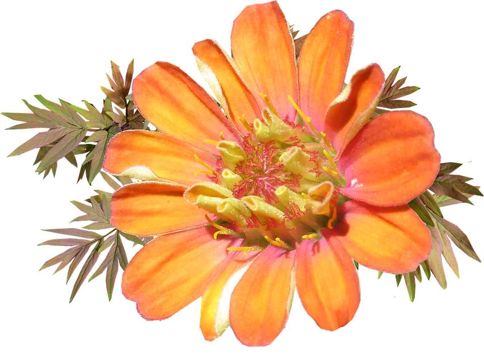 Vibrant Orange Flower Transparent Background PNG Image