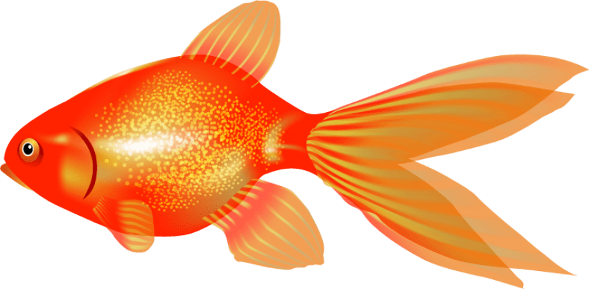 Vibrant Orange Goldfish Illustration PNG Image