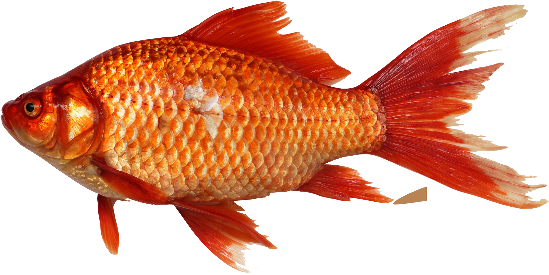 Vibrant Orange Goldfish.png PNG Image