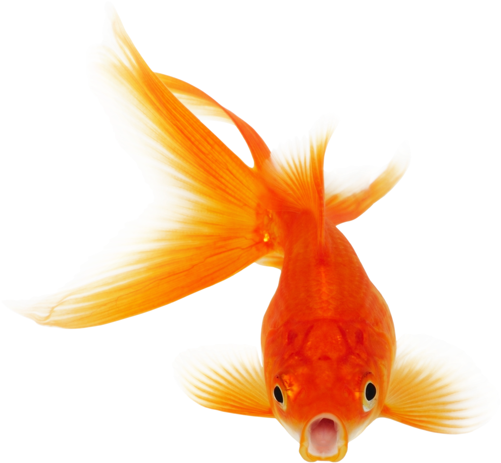 Vibrant Orange Goldfish.png PNG Image